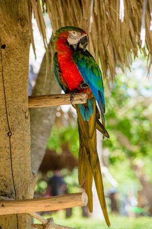 Vibrant red, green and blue macaw perched on a wooden bar under a thatched roof, long tail feathers against a blurred tropical foliage background.
