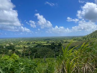 Sunny tropical hillside overlook of a lush green valley with palm trees and tall grasses in the foreground, puffy clouds and a distant ocean horizon.