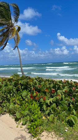 Tropical oceanfront scene with a leaning palm tree, dense coastal greenery, rolling turquoise waves and bright blue sky with fluffy clouds.