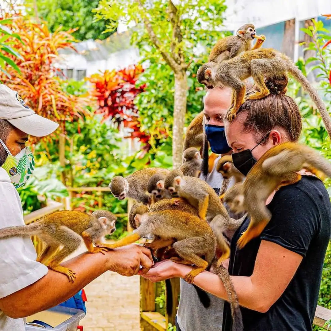 Squirrel monkeys swarm two masked visitors, perching on arms and heads during a playful tropical wildlife sanctuary encounter in lush green gardens