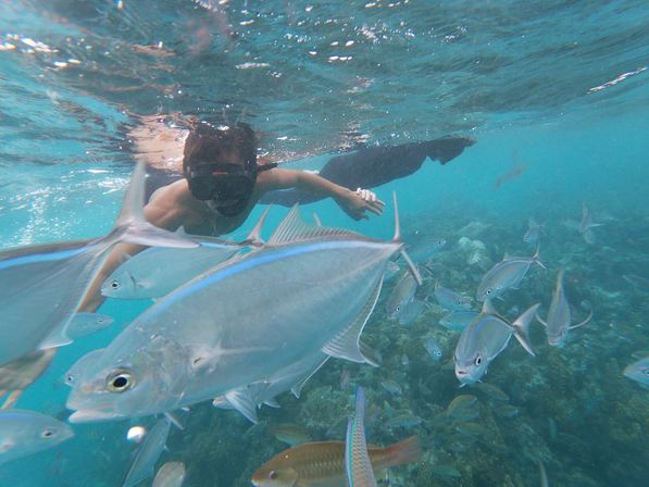 Snorkeler swimming close to a school of silvery reef fish in clear turquoise tropical water above coral