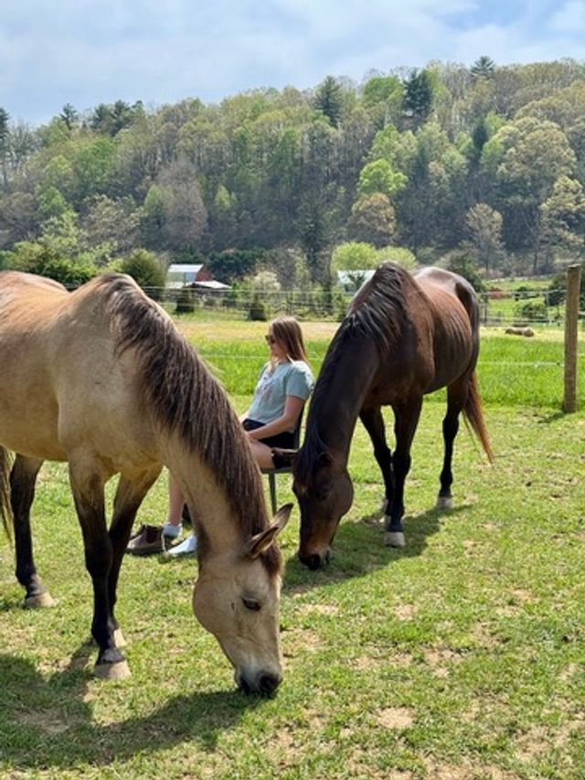 Horse Meditation Experience on a Farm Near Asheville, NC image 3