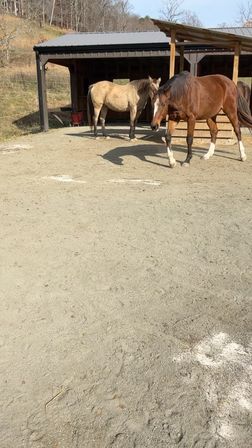 Two horses, a bay and a buckskin, stand by a wooden run-in shelter in a sunny sandy paddock with rolling wooded hills in the background