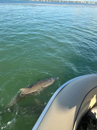 Curious bottlenose dolphin surfacing beside a small boat in sunlit green coastal bay with distant shoreline.
