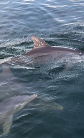 Two bottlenose dolphins swimming in coastal water; one shows a numbered tag '328' on its dorsal fin while raindrops ripple the sea.