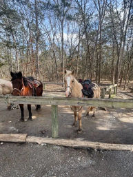 Two saddled horses, a brown and a palomino, tied to a rustic wooden hitching rail at a forest trailhead with leafless trees and blue sky.