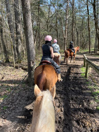 View from a horse’s back of a group horseback riding on a muddy forest trail, riders in helmets following horses through leaf‑strewn woods