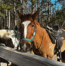 1.5 Hour Private Ride at The Stables at Cedars of Lebanon image 12