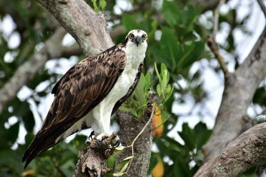 Coastal osprey raptor perched on a tree branch, piercing yellow eyes, hooked beak and gripping talons amid green foliage.