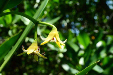Close-up macro of two dangling yellow tropical orchid blooms with fuzzy white hairs and red centers on a slender green stem against blurred rainforest foliage