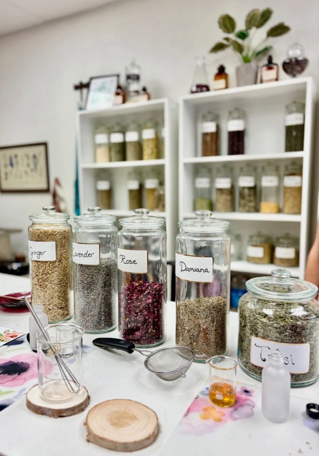 Herbal apothecary counter with labeled glass jars of dried herbs—Ginger, Lavender, Rose, Damiana and Tulsi—white shelving of more jars in the background and mixing tools, strainers and small beakers on the worktable.