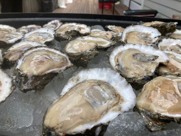 Fresh shucked oysters on the half shell resting on crushed ice in an outdoor seafood display