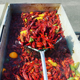 Overflowing metal trough of bright red boiled crawfish with corn on the cob, lemon wedges, sausage and peppers being lifted by a metal mesh scoop — lively Cajun-style outdoor seafood boil.