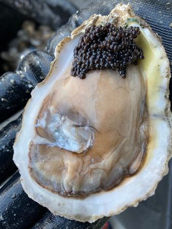 Close-up of a shucked oyster in its shell topped with glossy black roe, held on a gloved hand — fresh seafood, oyster and caviar texture.