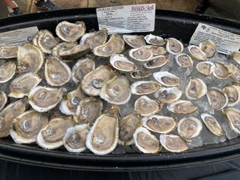 Tray of dozens of freshly shucked raw oysters on half shells on crushed ice in a black display, ready for serving at a seafood market or oyster bar.