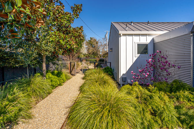 Sunlit gravel pathway beside a modern white house leading to a garden gate, flanked by ornamental grasses, a magnolia tree and pink flowering shrub under a clear blue sky.