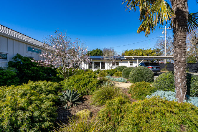 Sun-drenched midcentury ranch home with drought-tolerant front yard landscaping—manicured boxwood spheres, agave and succulents, flowering magnolia, palm tree and ornamental grasses under a clear blue sky.