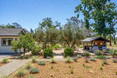 Sunny backyard with drought-tolerant mulch beds and lavender, gravel paths lined by olive trees, a covered outdoor kitchen pergola, and a swimming pool in the distance.