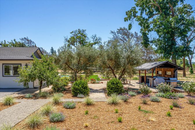 Sunny backyard with drought-tolerant mulch beds and lavender, gravel paths lined by olive trees, a covered outdoor kitchen pergola, and a swimming pool in the distance.