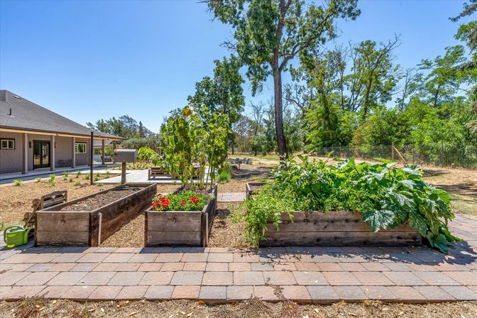 Sunny backyard with raised wooden garden beds overflowing with vegetables and red flowers, paver walkway and mature trees in the background