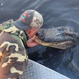 Man in camouflage jacket and cap leaning over a metal boat deck to feed and touch a large alligator’s snout in dark water, teeth and rough skin visible.