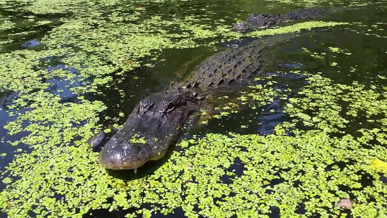 Close-up of a large alligator gliding through a duckweed-covered swamp pond, snout and armored back visible among bright green floating plants.