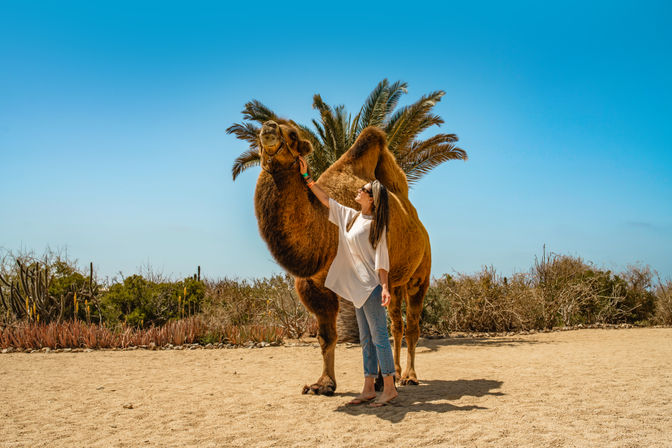 Woman posing with a two-humped camel on sandy ground near palm trees and desert scrub under a bright blue sky — sunny desert camel encounter, outdoor travel scene.