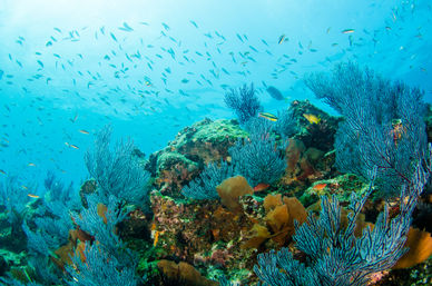 Vibrant tropical coral reef underwater with blue sea fans, colorful hard corals and a school of small fish swimming in clear turquoise water.