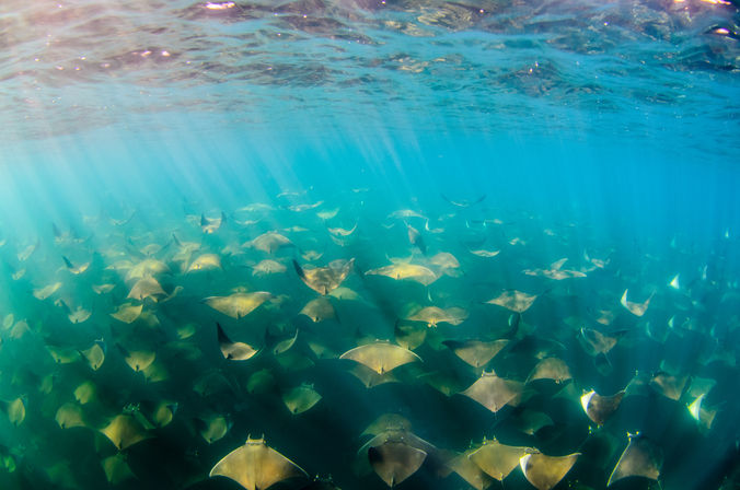 Underwater view of a large school of diamond-shaped rays gliding through turquoise ocean water with sunbeams filtering from the surface