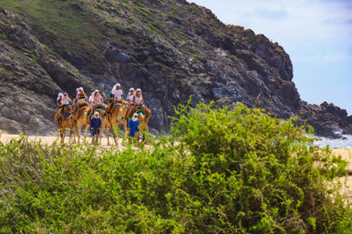 Guided camel ride along a sunny sandy beach with riders and guides passing rugged coastal cliffs and green shoreline vegetation