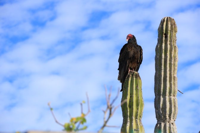 Turkey vulture perched like a sentry atop a tall columnar cactus against a bright blue desert sky.