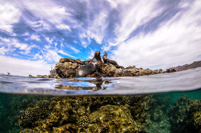Split-level ocean shot of sea lions lounging on a rocky islet above a clear coral reef, turquoise water and dramatic wispy clouds