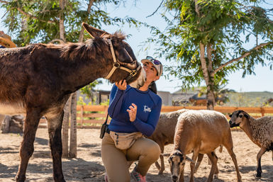 Kneeling woman in an outdoor ranch setting affectionately holding a brown donkey’s muzzle while two sheep graze nearby under trees and a wooden fence on a sunny day