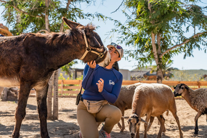 Kneeling woman in an outdoor ranch setting affectionately holding a brown donkey’s muzzle while two sheep graze nearby under trees and a wooden fence on a sunny day