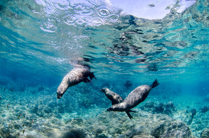 Three playful sea lions gliding above a shallow tropical coral reef in clear turquoise water, underwater marine life scene