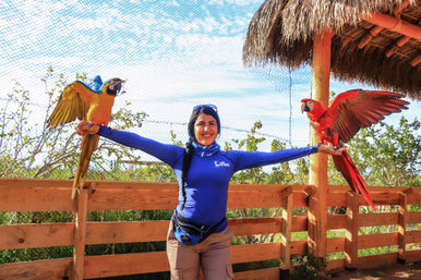 Smiling woman in blue shirt in a sunny outdoor aviary holding a blue-and-yellow macaw on one arm and a scarlet macaw with wings spread on the other, thatched roof and wooden fence behind