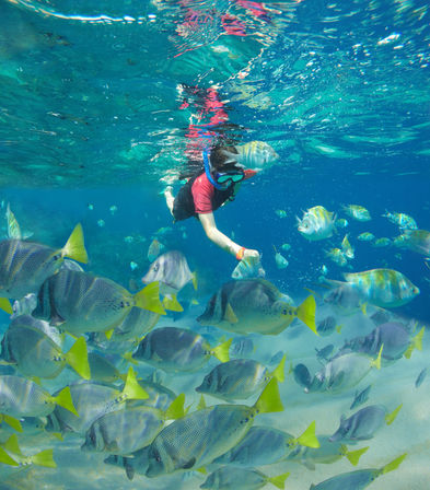 Snorkeler in clear turquoise tropical water swimming among a school of yellow‑tailed reef fish over a sandy seabed