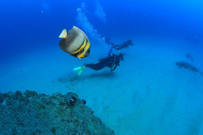 Playful angelfish gliding past scuba divers above a sandy tropical reef in clear blue ocean water