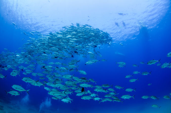 Shimmering school of fish swirling through deep blue tropical ocean above a sandy seabed, with scuba divers silhouetted near the sunlit surface