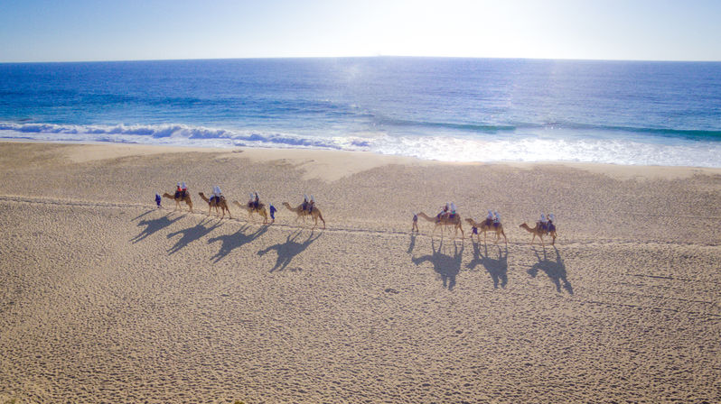Aerial view of a camel caravan with riders traveling along a sunlit sandy beach by the ocean, casting long shadows across the shoreline.