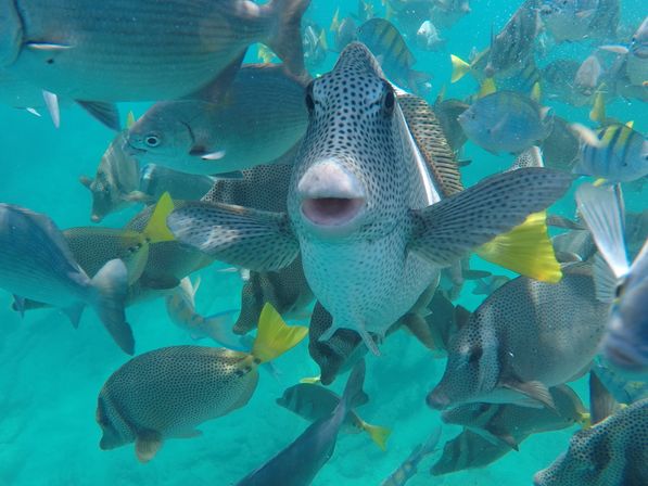 Close-up underwater shot of a curious spotted reef fish with open mouth among a school of gray, yellow-tailed tropical fish in clear turquoise snorkeling waters