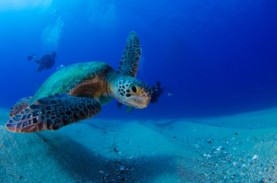 Curious green sea turtle gliding past scuba divers over a sandy seafloor in crystal‑clear blue ocean — vibrant underwater photography, ideal for sea turtle and scuba diving content.
