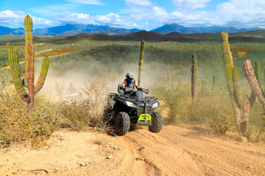 Thrilling ATV rider kicking up dust on a sandy desert trail lined with tall cacti, with rolling hills and blue mountains under a bright sky.