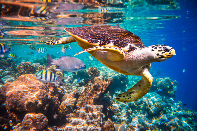 Sea turtle gliding above a vibrant tropical coral reef surrounded by striped yellow-and-black reef fish and silvery fish in clear, sunlit blue water