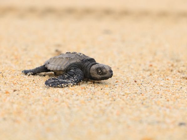 Close-up of a tiny sea turtle hatchling crawling across a golden sandy beach, its flippers and shell dusted with sand