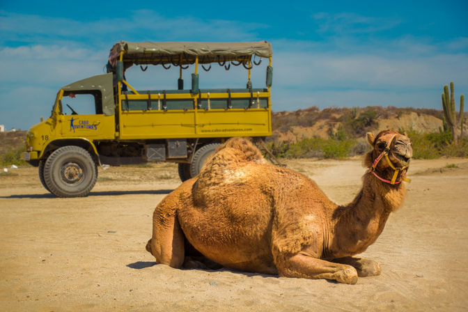 Dromedary camel lounging on a sandy coastal desert with a yellow safari tour truck, cacti and bright blue sky