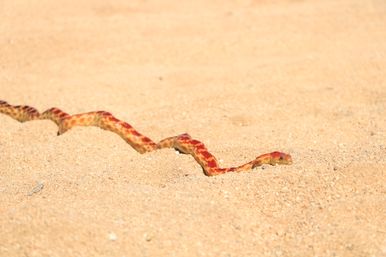 Vibrant red-and-yellow snake slithering across sunlit golden sand, leaving a wavy trail