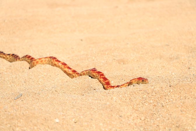 Vibrant red-and-yellow snake slithering across sunlit golden sand, leaving a wavy trail