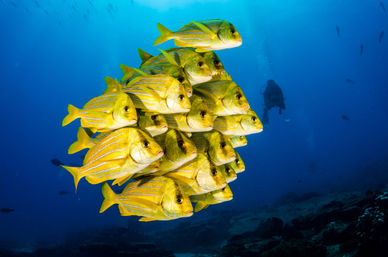 Vibrant school of yellow-striped reef fish tightly packed over a tropical coral reef in deep blue water, with a scuba diver silhouette in the background.