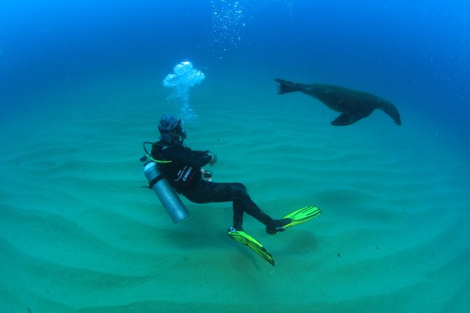 Underwater scene of a scuba diver with yellow fins and a silver tank watching a sea lion swim over rippled sandy seabed in clear blue ocean water.